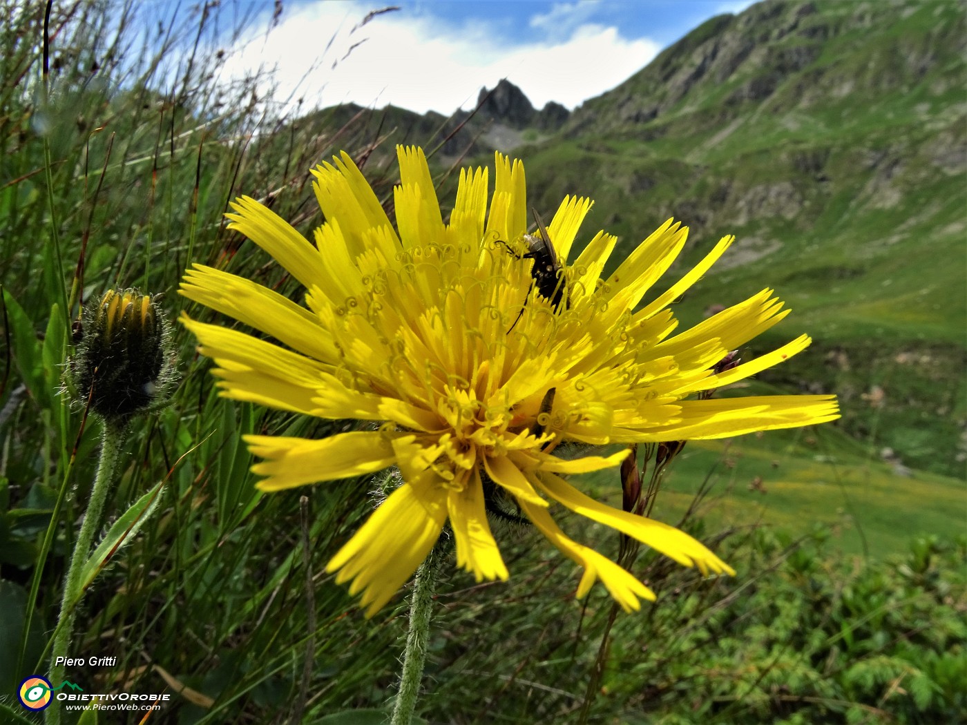 68 Crepide dorata (Crepis aurea) con ospite.JPG